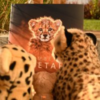 rememberingcheetahs