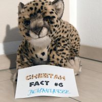 cheetahfacts