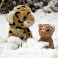 snowcat