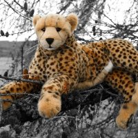 climbing