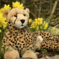 daffodil