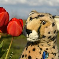 tulips