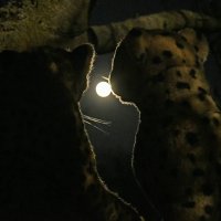 jelliclecats