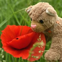 poppy