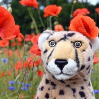mohnblumen
