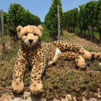vineyards