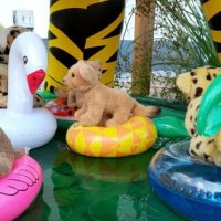 tigerpool