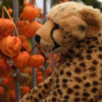 physalis