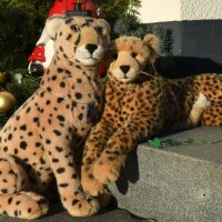 cheetahsinlove