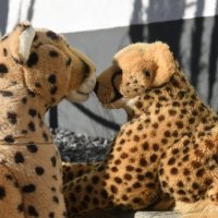 smooching
