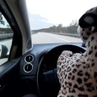 fahrtinsgruene