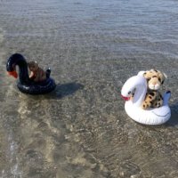 schwimmtiere