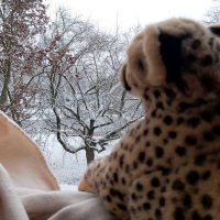 fallingsnow