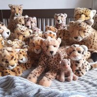 internationalcheetahday2022