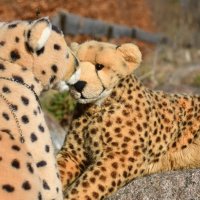 smooch