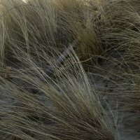 wimmelbild