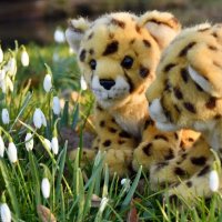 snowdrop