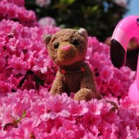 rhododendron