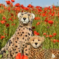 wildflowers