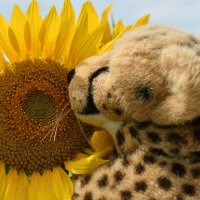 fieldsofsunflower