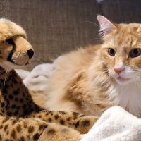 internationalcatday