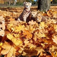 goldenoctober
