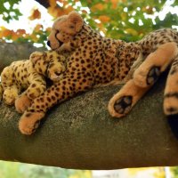 treetops