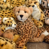internationalcheetahday2024