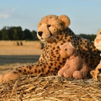 strawbales